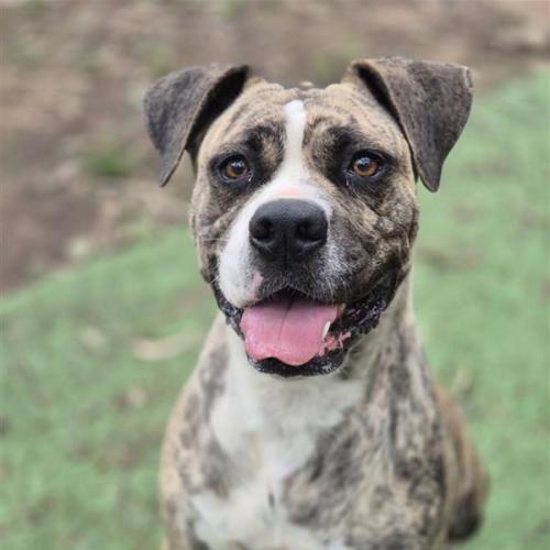 Tiger - American Bulldog