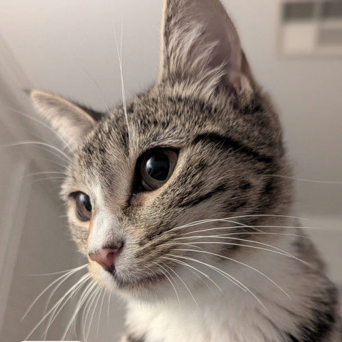 Lola - Domestic Short Hair (DSH) Cat