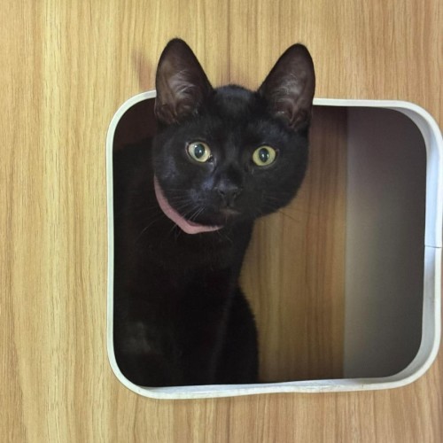 Drogo - Domestic Short Hair (DSH) Cat