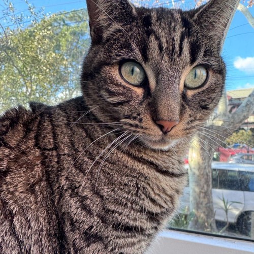 Simone - Domestic Short Hair Cat