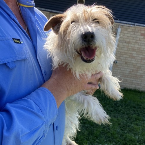Jackie - Jack Russell Terrier Dog