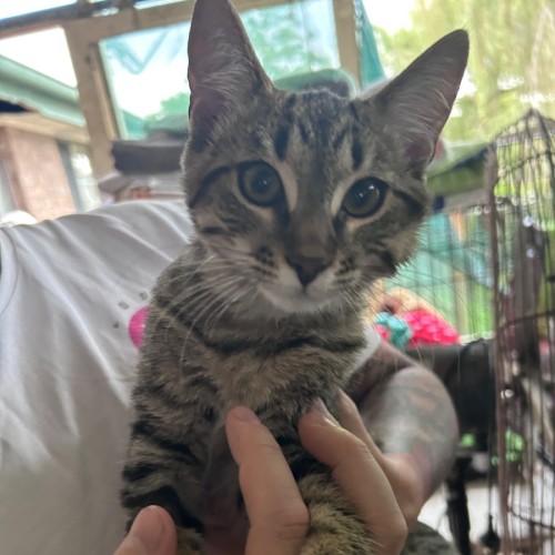 Athos ⚔️  - Domestic Short Hair (DSH) Cat