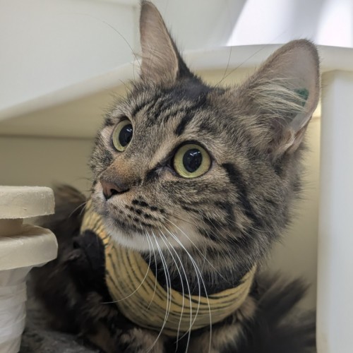 🧁 Giovanna 6890 🧁 - Domestic Medium Hair (DMH) Cat