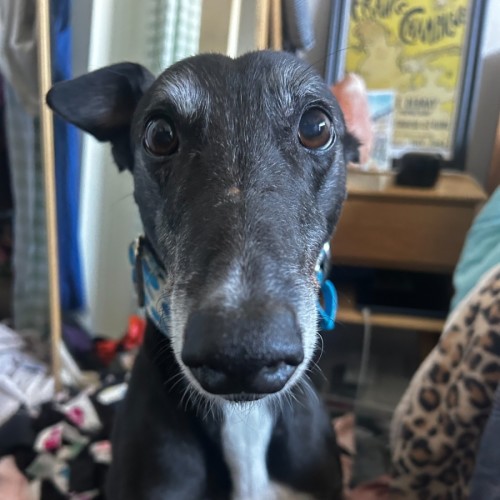 Betsy - Greyhound Dog