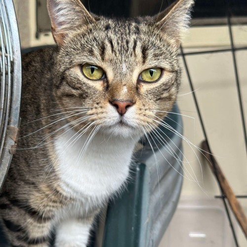 Lucy - Domestic Short Hair (DSH) Cat