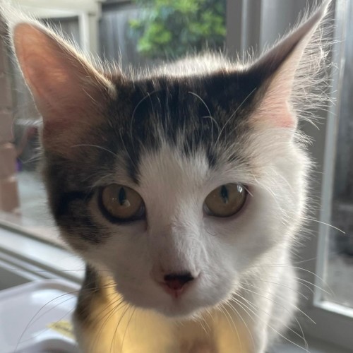 Hallie - Domestic Short Hair (DSH) Cat