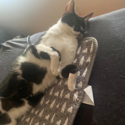 Dune (Empty The Nest $50 Adoption Special ) - Domestic Short Hair (DSH) Cat
