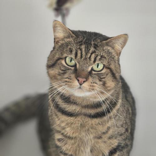 🎭 Macavity 7438 🎭 - Domestic Short Hair (DSH) Cat