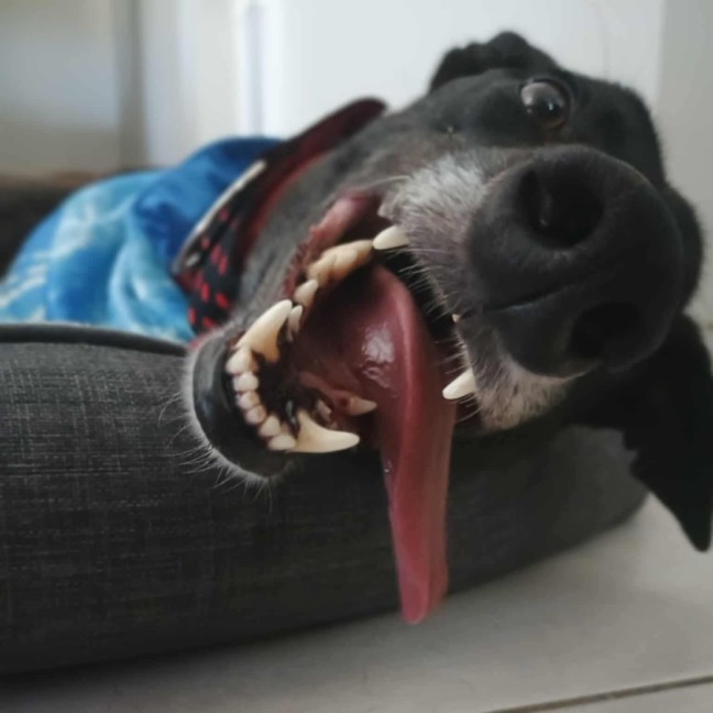Photo of Alfie, The Greyhound