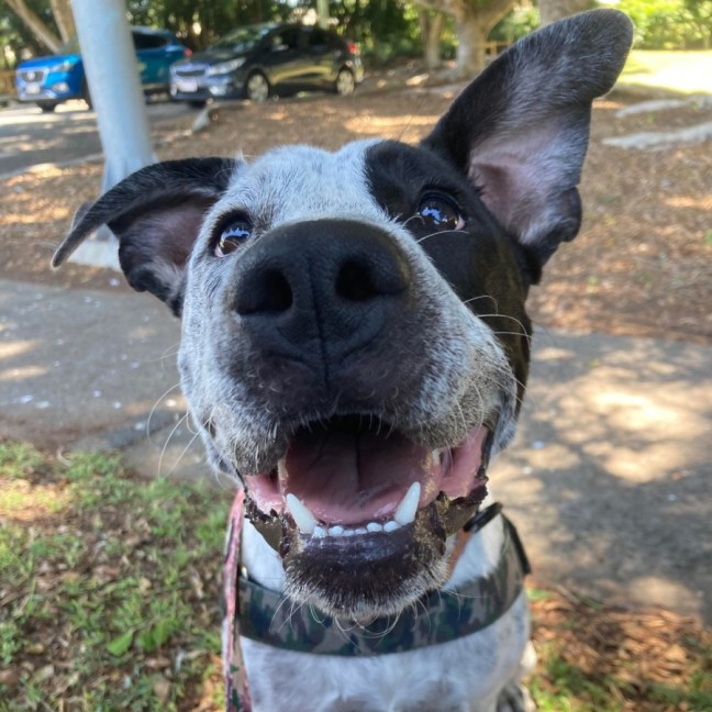 Photo of Snoopy