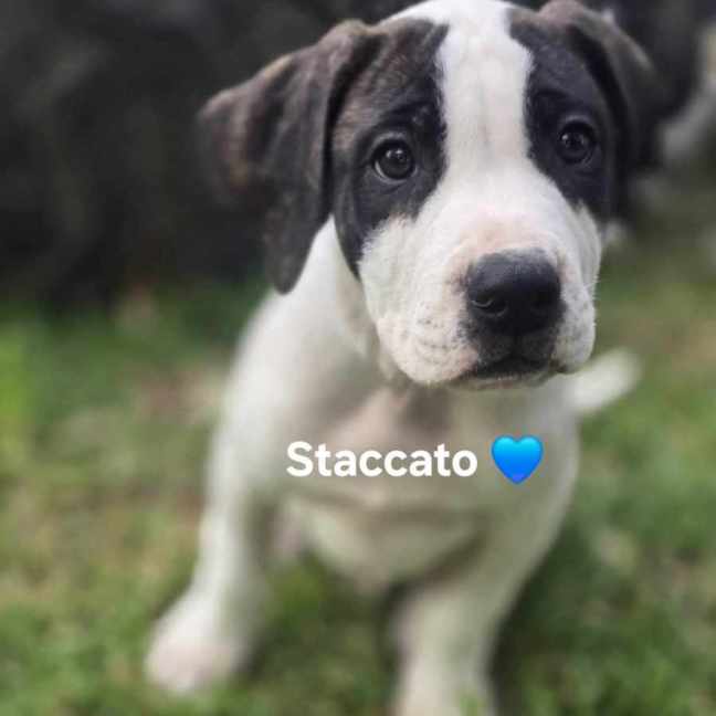 Photo of Staccato