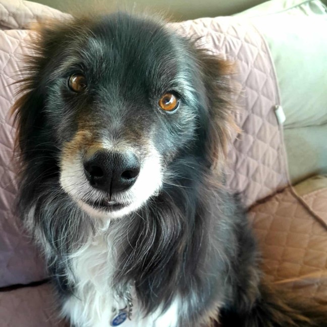 Photo of Barney And Bailey