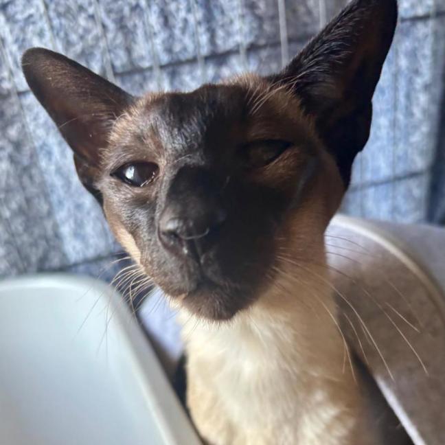 Photo of Sweetie Pie