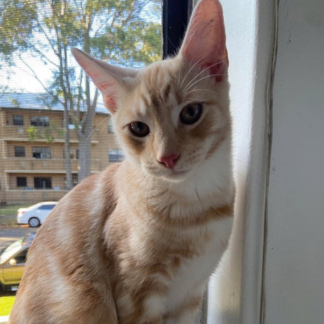 Photo of Sunny