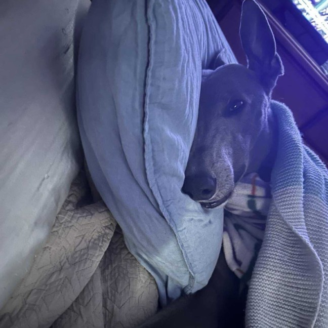 Photo of Hodgie The Greyhound