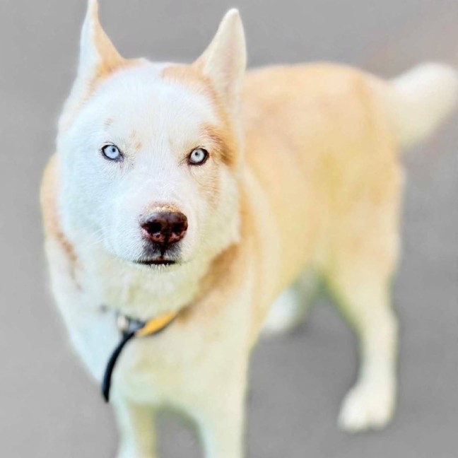 Photo of Skipper