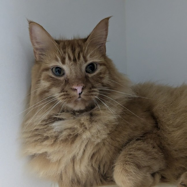 Photo of 🧉 Marmalade 5365 🧉