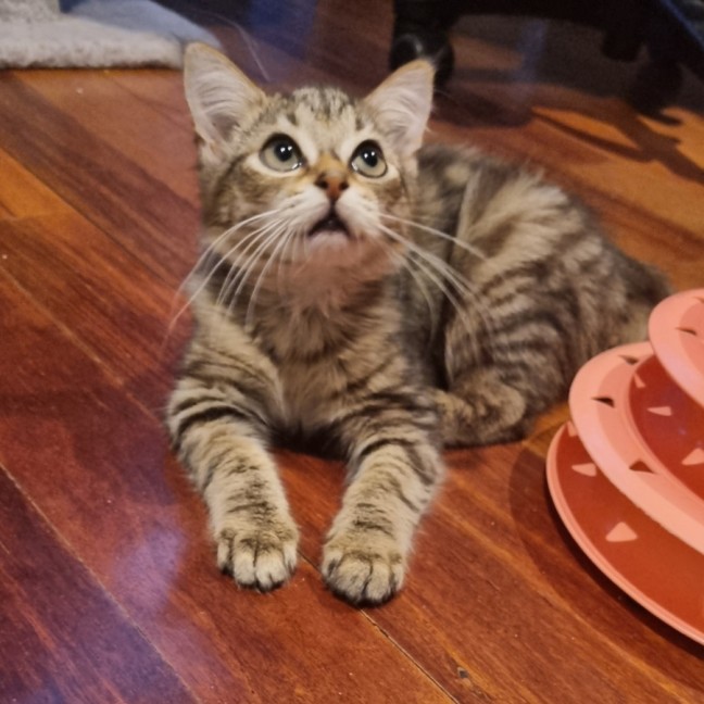 Photo of Waffle