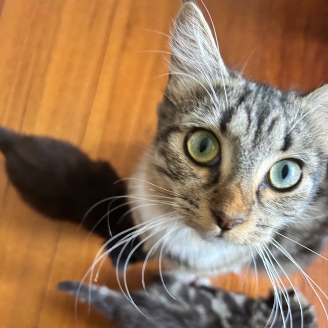 Photo of Freya   Located In Lower Plenty