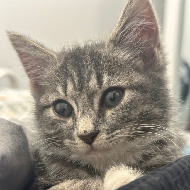 Photo of Meredith Grey