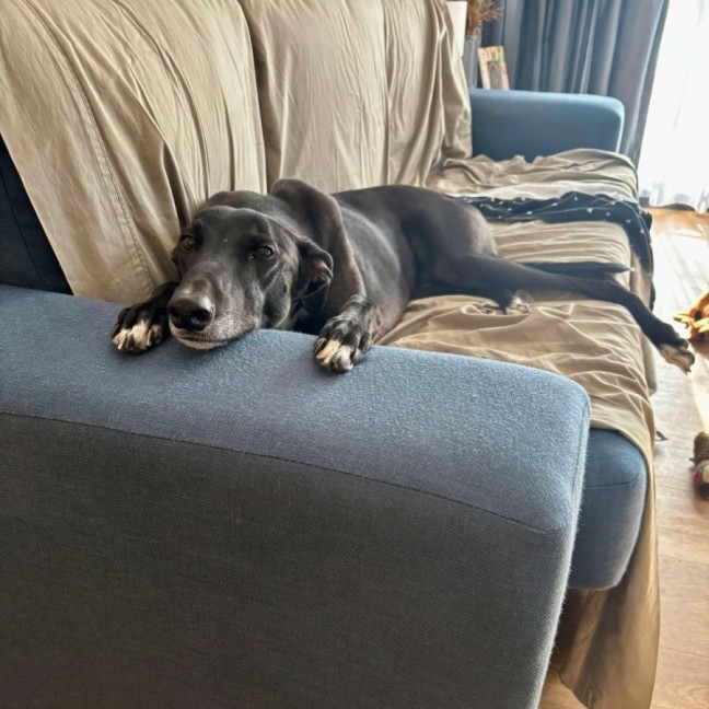 Photo of Rowdy, The Gentle Greyhound