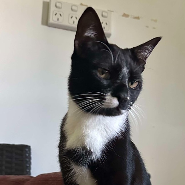 Photo of Rocky