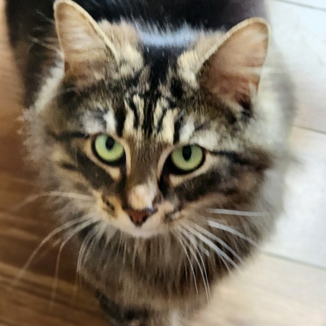 Photo of Tinkerbell ^^Dandy Cat Rescue^^