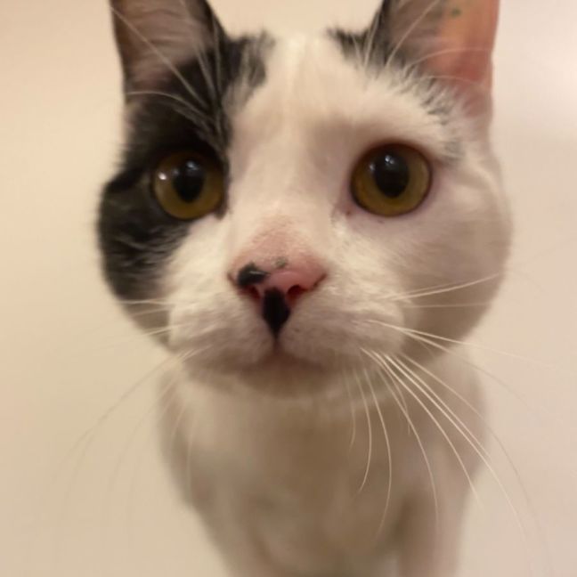 Photo of Birdie & Boo🐦