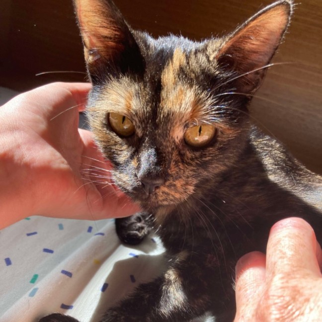 Photo of 🌼 Penee 🌼