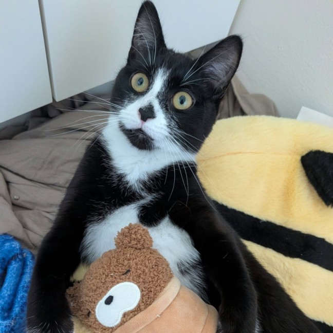 Photo of Slinky