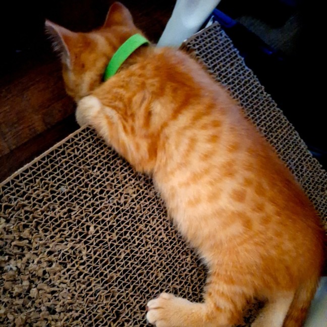 Photo of Cheeto
