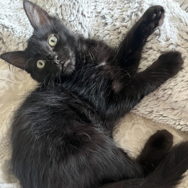 Photo of Chloe *9 Lives Project Rescue*