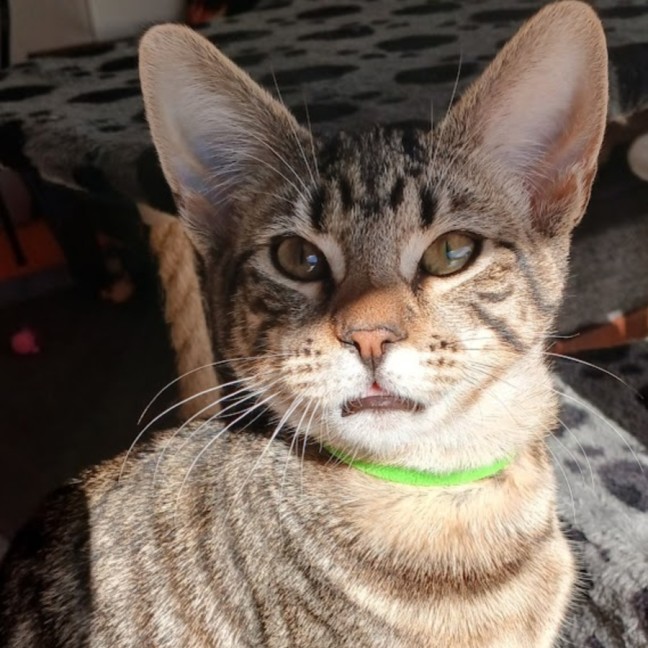 Photo of Nala