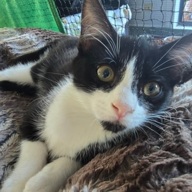 Photo of Moggle