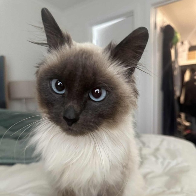 Photo of Alinta **2nd Chance Cat Rescue**