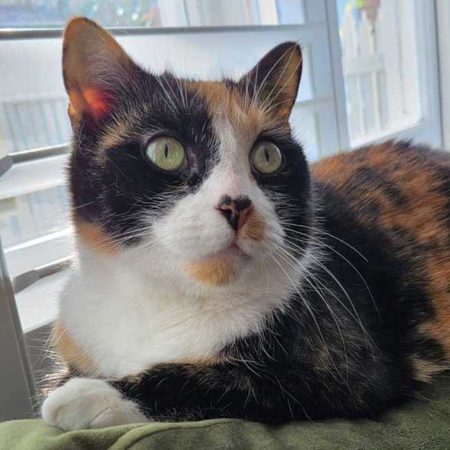 Photo of Lily