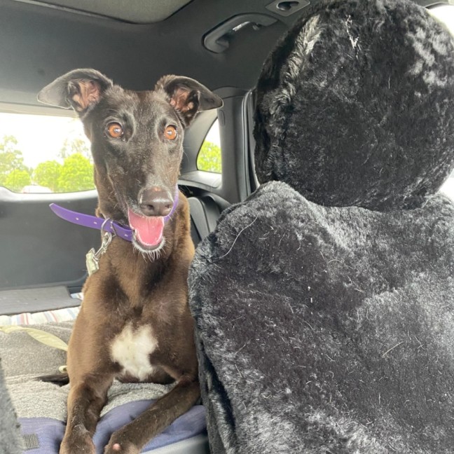 Photo of Scarlett, The Greyhound