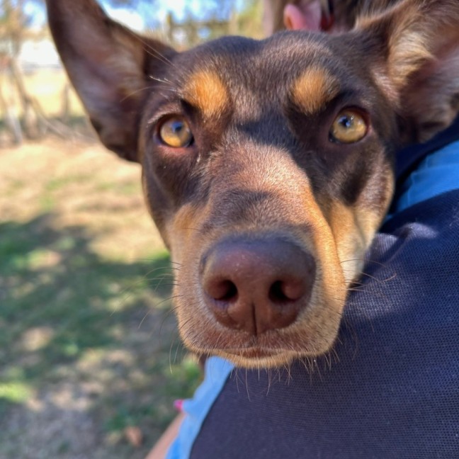 Photo of Annie