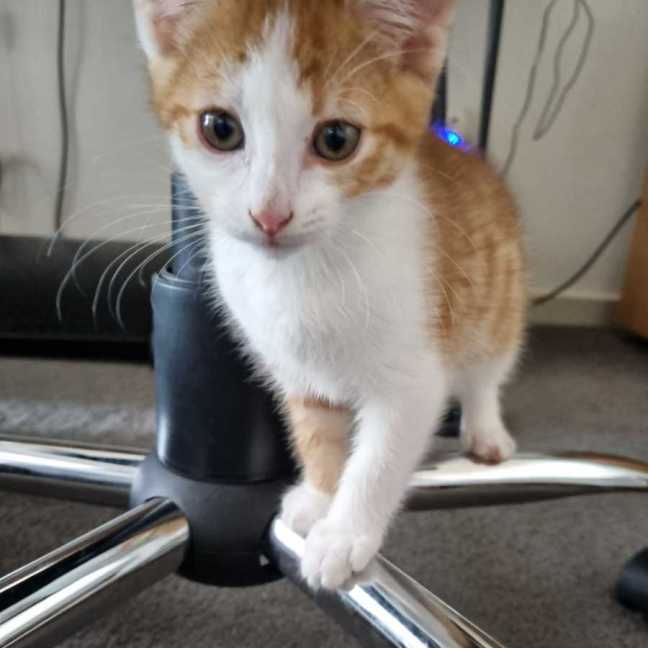 Photo of Carmelo 