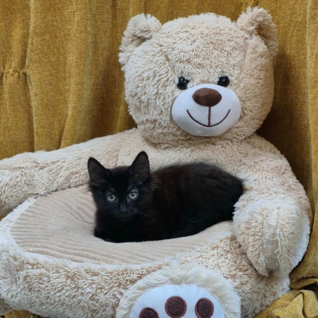 Photo of Cadbury ** 2nd Chance Cat Rescue**