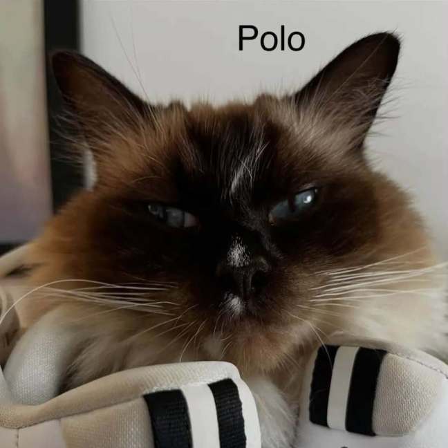 Photo of Marco And Polo