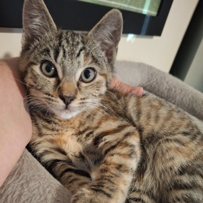 Photo of Penny