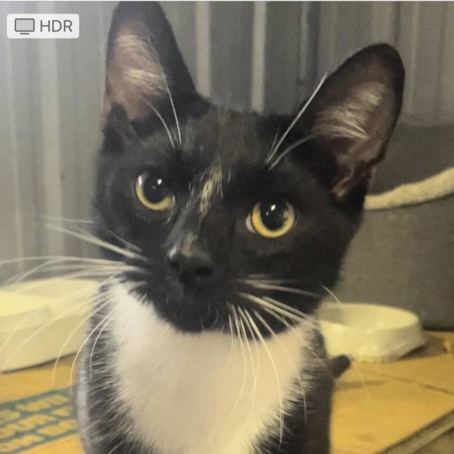Photo of Bandit