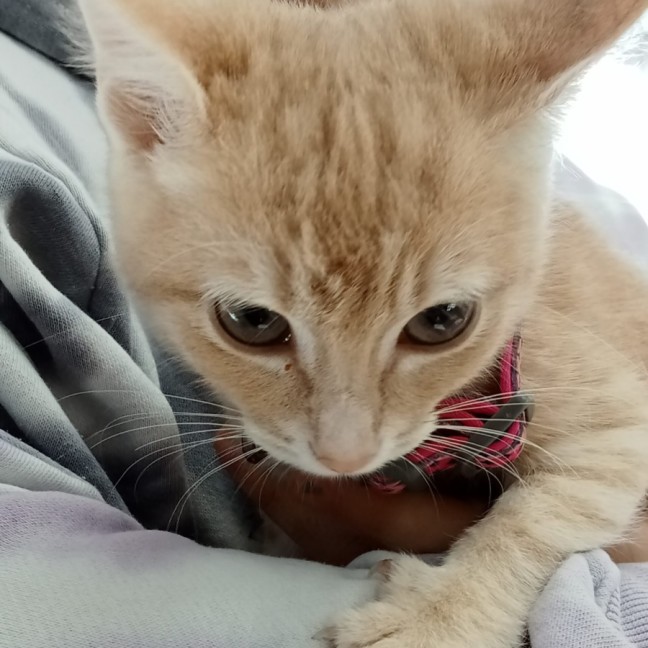 Photo of Lanson *Meet Me At Pet Stock Birkenhead*