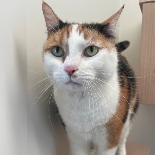 Photo of C1494 Tilly