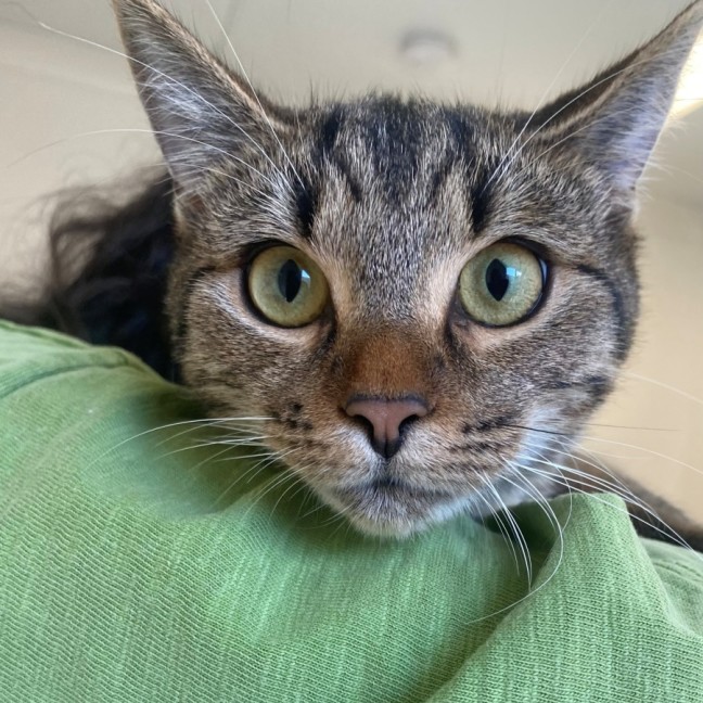 Photo of C1443 Sassy