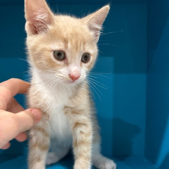 Photo of Fizz