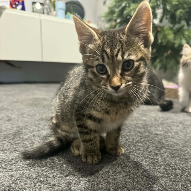 Photo of Nala *9 Lives Project Rescue*