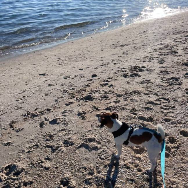 Photo of 🐶 Bruce 🐶