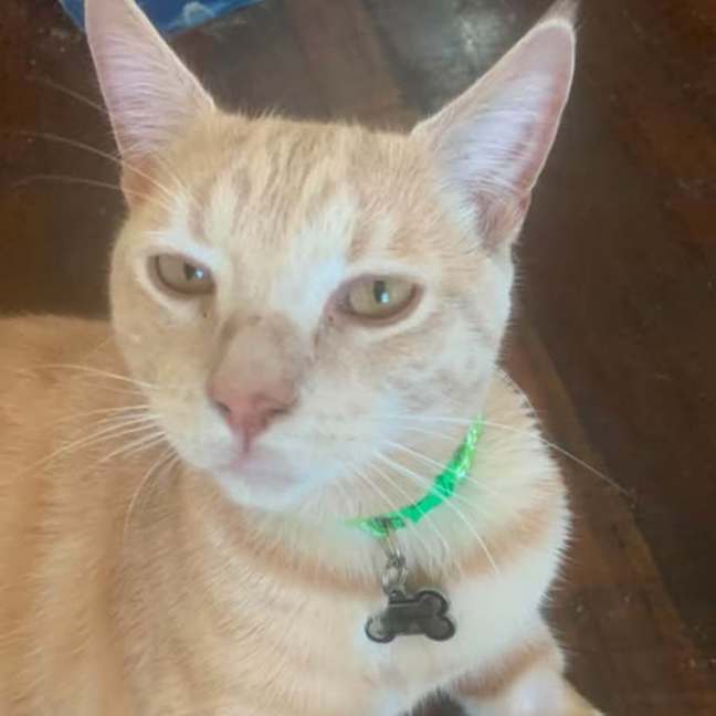 Photo of Maverick
